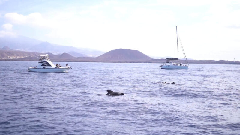 Catamaran Excursions - Spotting Whales