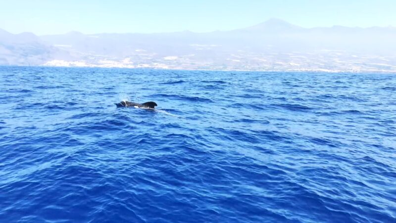 Tenerife - Canary Island - Whale Watching