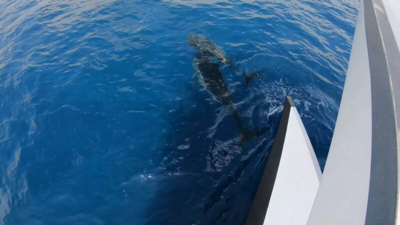 Whale Watching - Tenerife